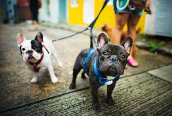 close up photography of french bulldogs